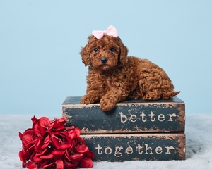 Faith and Jetts Puppies